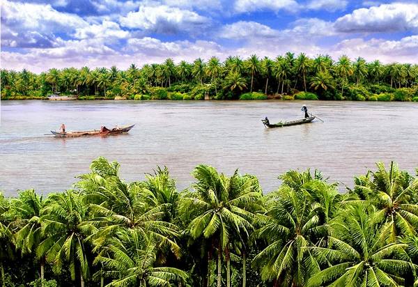 Dừa Bến Tre - du lịch Tết miền Nam
