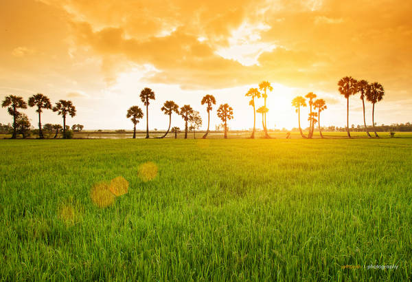 Cánh đồng thốt nốt An Giang