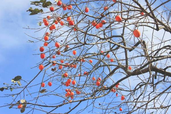 Vườn hồng Dran - du lịch Tết miền Nam