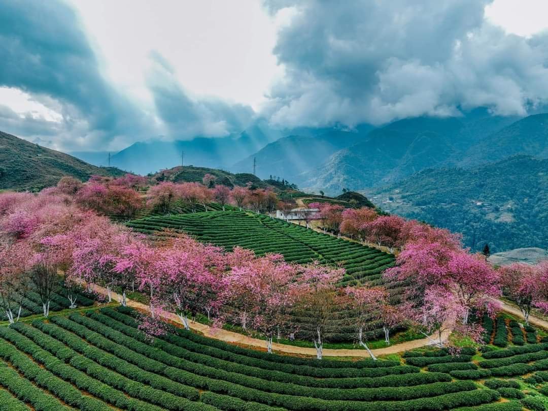 Sa Pa rực rỡ hoa anh đào trong hành trình du lịch trong nước tháng 12