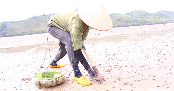 Đào sá sùng. Ảnh: Báo Tuổi trẻ.