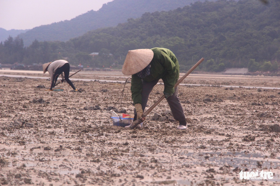 Người đào sá sùng là những phụ nữ một nắng hai sương. Ảnh: Báo Tuổi trẻ.