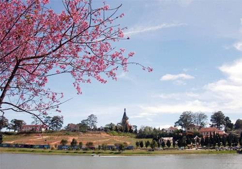 Mai anh đào Đà Lạt, biểu tượng mùa xuân của phố núi ngàn hoa.