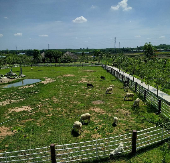 Vườn trái cây Nông Trang Xanh Sài Gòn