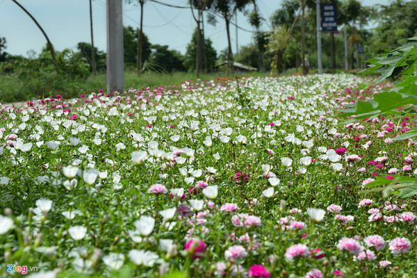 Ban đầu, UBND huyện hỗ trợ một phần giống hoa. Bà con nhân dân tự nhân giống để đường hoa ngày càng được mở rộng.