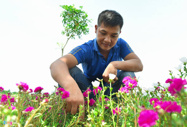 Mỗi đoạn đường hoa mười giờ sẽ được giao cho Đoàn Thanh niên, hội Cựu chiến binh, hội Phụ nữ… trồng, chăm sóc.