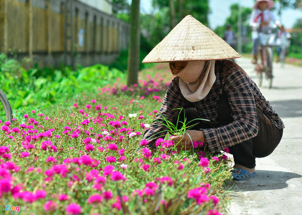 Chị Thoa, hội viên hội phụ nữ thôn Vĩnh Thượng chia sẻ ban đầu, hai bên đường nhiều sỏi đá, chị và các chị em phụ nữ khác phải đi nhặt sỏi, tưới nước và bón phân. Chỉ sau nửa tháng, cây hoa phát triển tốt và sau chưa đầy hai tháng, con đường hoa mười giờ đã hình thành.