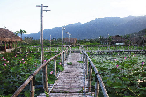 Lối đi bằng tre uốn lượn giữa đầm sen Phước Đồng Nha Trang thơ mộng