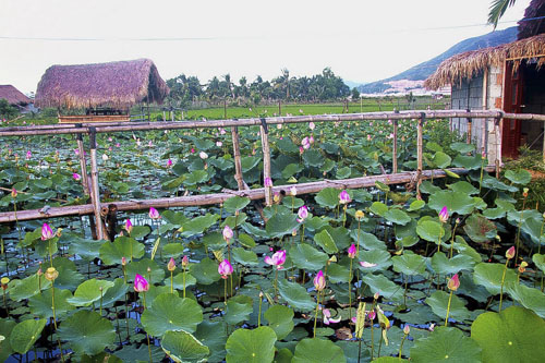 Không gian xanh mát của đầm sen Phước Đồng Nha Trang nhìn từ trên cao
