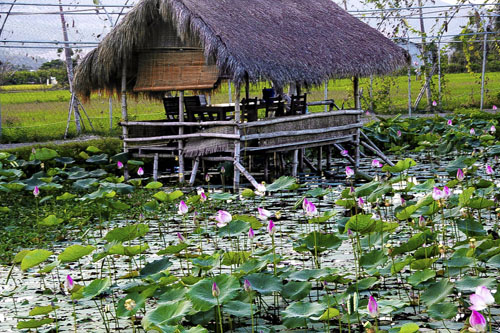 Thưởng thức ẩm thực đồng quê tại đầm sen Phước Đồng Nha Trang