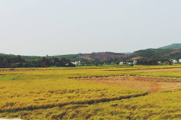Đồng lúa Tuy An xanh mướt trải dài bên đường đi