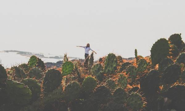 Vách đá xương rồng nổi tiếng tại Bãi Xép Phú Yên