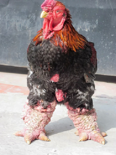 Gà Đông Tảo trưởng thành