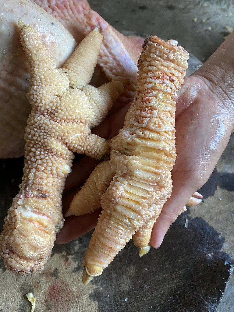 Đặc điểm gà Đông Tảo trống