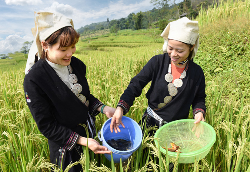 Bắt cá chép ở ruộng để làm gỏi cá nhảy Sơn La