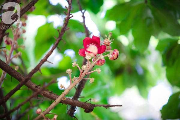 ghe-hue-vao-chua-thien-mu-400-nam-tuoi-ngam-nhung-doa-sala-hoa-cua-su-yen-lanh-ivivu-3 ghe-hue-vao-chua-thien-mu-400-nam-tuoi-ngam-nhung-doa-sala-hoa-cua-su-yen-lanh-ivivu-3