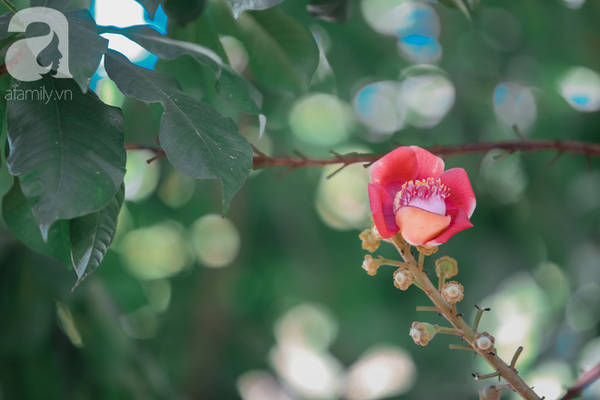 Hoa sala có hình dáng rất giống hoa sen.