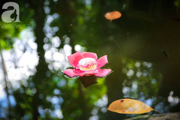 ghe-hue-vao-chua-thien-mu-400-nam-tuoi-ngam-nhung-doa-sala-hoa-cua-su-yen-lanh-ivivu-5 ghe-hue-vao-chua-thien-mu-400-nam-tuoi-ngam-nhung-doa-sala-hoa-cua-su-yen-lanh-ivivu-5