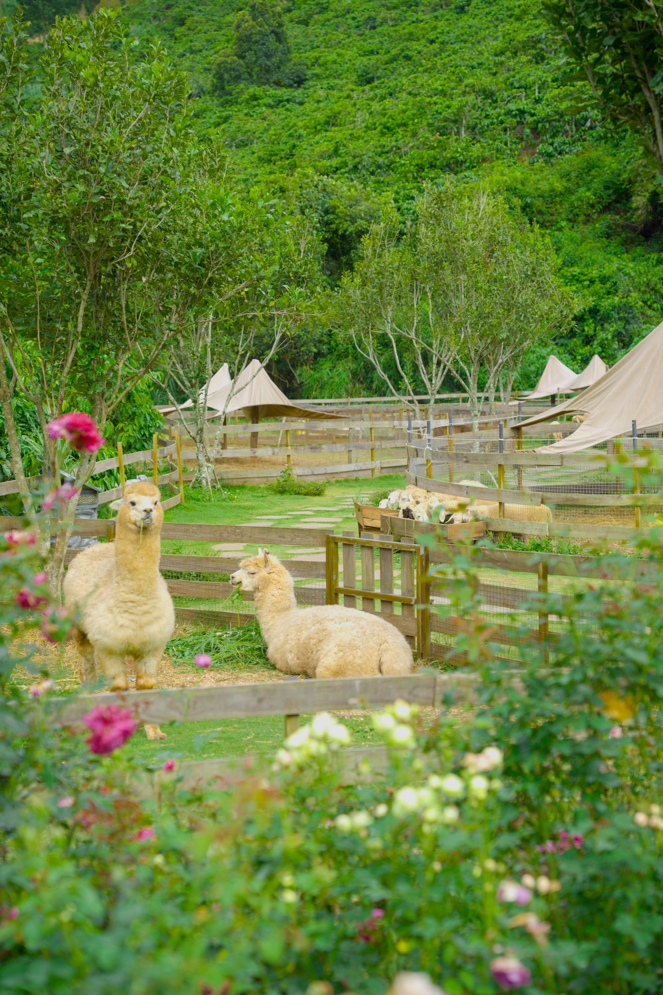 Vườn thú mini tại GOD Valley Đà Lạt