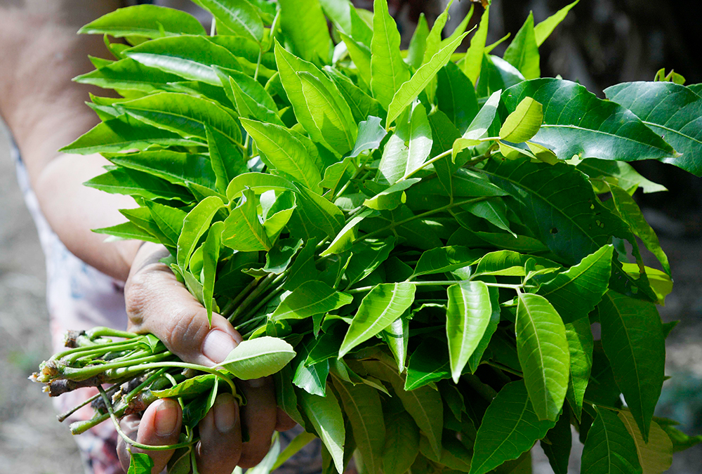 Lá sầu đâu tươi ngon làm gỏi sầu đâu An Giang