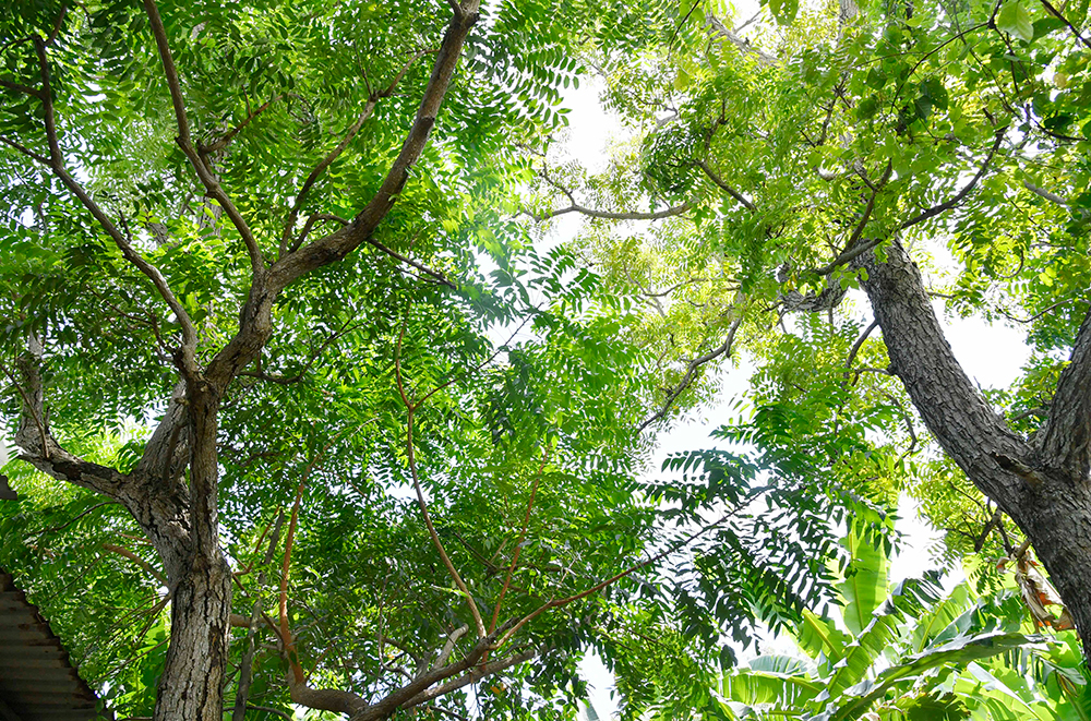 Cây sầu đâu thân cao tại vùng đất An Giang