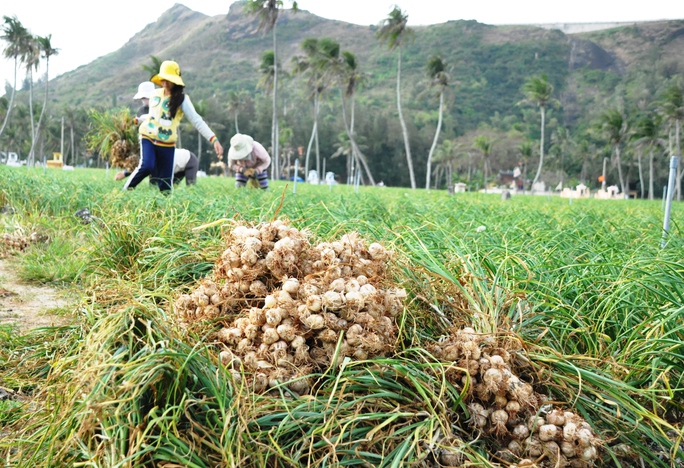 Thu hoạch tỏi Lý Sơn