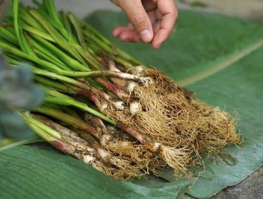 Cây tỏi non sau khi nhổ