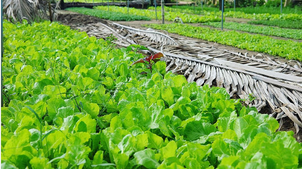 Làng rau Trà Quế trong lịch trình Hội An 3 ngày
