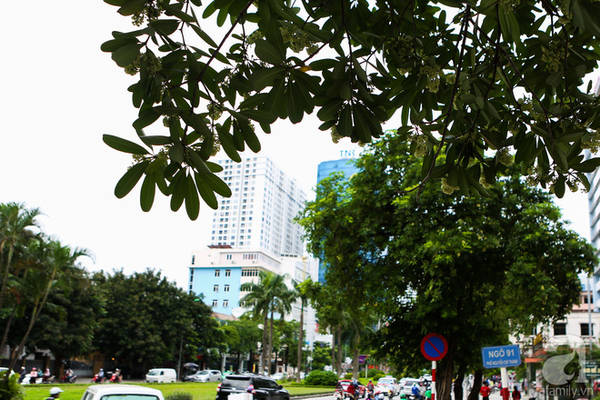 Dù yêu hay ghét thì hoa sữa Hà Nội vẫn là nét đặc trưng không thể thiếu