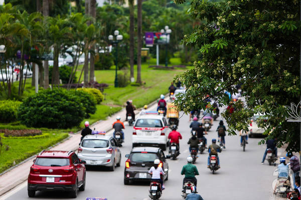 Hoa sữa Hà Nội tạo nên bức tranh đẹp ngập tràn hương thơm