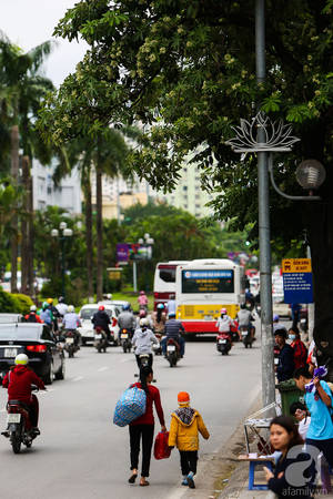 Hoa sữa Hà Nội nở rộ giữa tháng 10 khi gió lạnh đầu mùa về