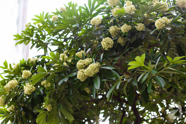 Hoa sữa Hà Nội nở rộ tạo nên khung cảnh lãng mạn Hoa sữa Hà Nội nở rộ tạo nên khung cảnh lãng mạn