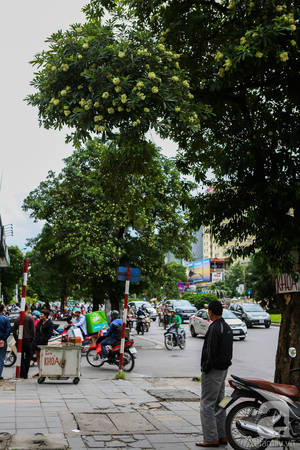 ha-noi-co-mot-mua-hoa-gia-0-dong-ma-ca-pho-vuong-van-mui-huong-ivivu-10 ha-noi-co-mot-mua-hoa-gia-0-dong-ma-ca-pho-vuong-van-mui-huong-ivivu-10