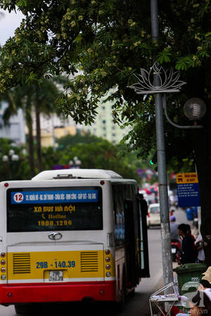 ha-noi-co-mot-mua-hoa-gia-0-dong-ma-ca-pho-vuong-van-mui-huong-ivivu-11 ha-noi-co-mot-mua-hoa-gia-0-dong-ma-ca-pho-vuong-van-mui-huong-ivivu-11