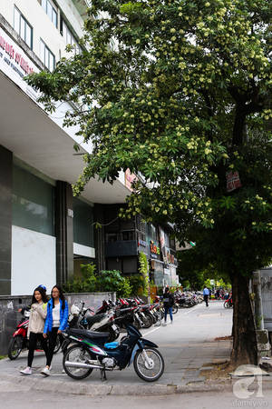 ha-noi-co-mot-mua-hoa-gia-0-dong-ma-ca-pho-vuong-van-mui-huong-ivivu-3 ha-noi-co-mot-mua-hoa-gia-0-dong-ma-ca-pho-vuong-van-mui-huong-ivivu-3