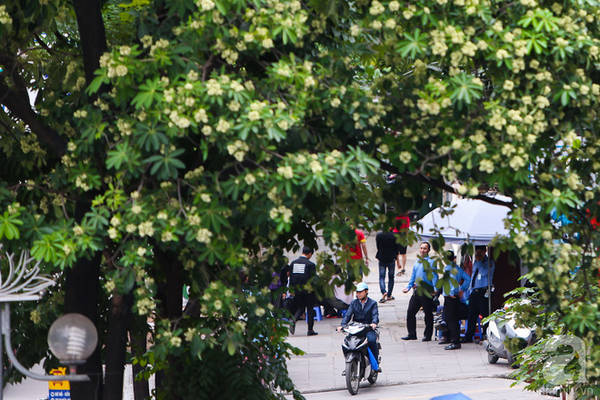 Khắp phố phường lại được phủ một màu trắng tinh khiết, có người mê, có người chẳng chuộng, nhưng kiểu gì thì kiểu, cứ lạnh trời là người Hà Nội nhớ ngay mùi hương ấy