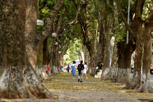 Những hàng cây sấu cổ thụ đều tăm tắp tạo thành một mái vòm che phủ, khiến cho phố Phan Đình Phùng luôn dịu mát quanh năm.