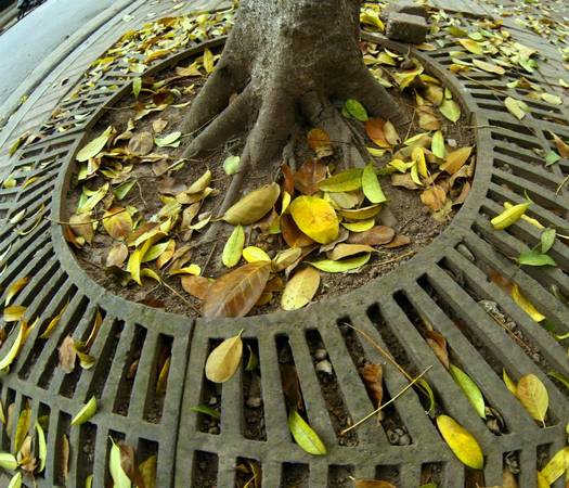 Nếu đã từng sống ở Hà Nội, bắt gặp Hà Nội vào mùa thay lá, thì bạn sẽ chẳng thể quên được vẻ nên thơ của những thảm lá vàng trong thời khắc chuyển giao ngắn ngủi này.
