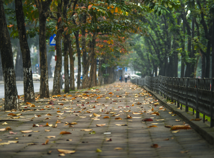 Hàng cây bằng lăng trên phố Kim Mã tạo nên khung cảnh lá vàng Hà Nội