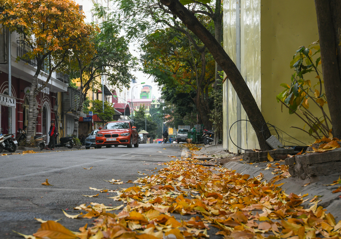 Thảm lá lộc vừng tạo nên khung cảnh lá vàng Hà Nội