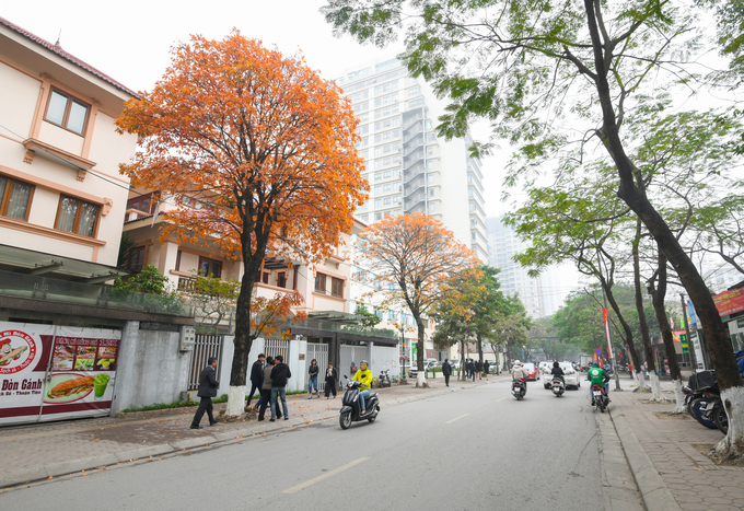 Cây lộc vừng trên đường Ngụy Như Kon Tum tạo sắc lá vàng Hà Nội