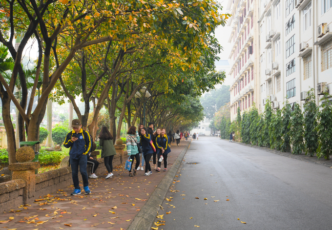 Hàng lộc vừng trong khuôn viên Đại học Quốc gia Hà Nội với lá vàng