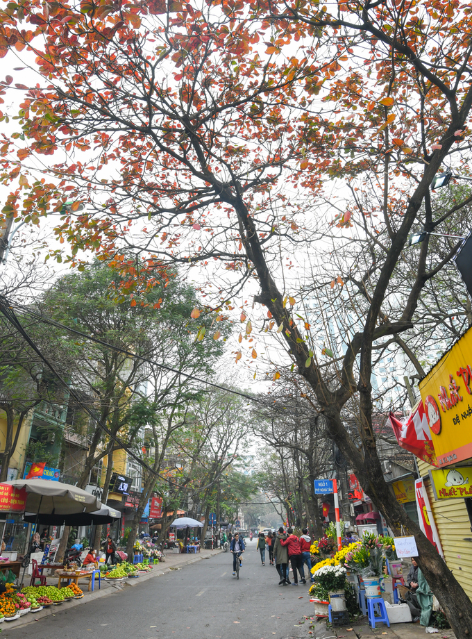 Lá bàng cuối mùa góp phần tạo nên khung cảnh lá vàng Hà Nội
