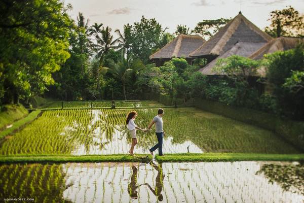 Ruộng bậc thang xanh mướt tại Ubud Bali Indonesia