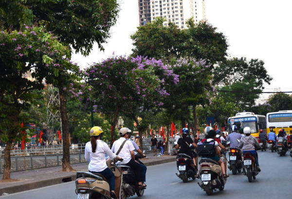 Bằng lăng lãng mạn được trồng dọc các con phố - Ảnh: Phạm Tô Chiêm