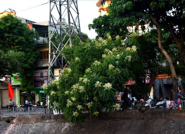 Những sắc hoa điểm tô cho phố phường Hà Nội - Ảnh: Phạm Tô Chiêm