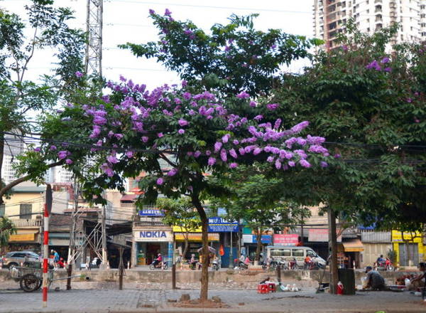 Sắc tím bằng lăng thơ mộng phía Nam thành phố - Ảnh: Phạm Tô Chiêm