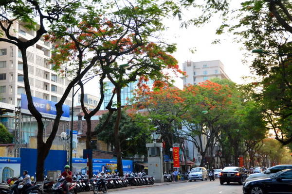 Hàng phượng vĩ thắp lửa trên phố Lý Thường Kiệt - Ảnh: Phạm Tô Chiêm