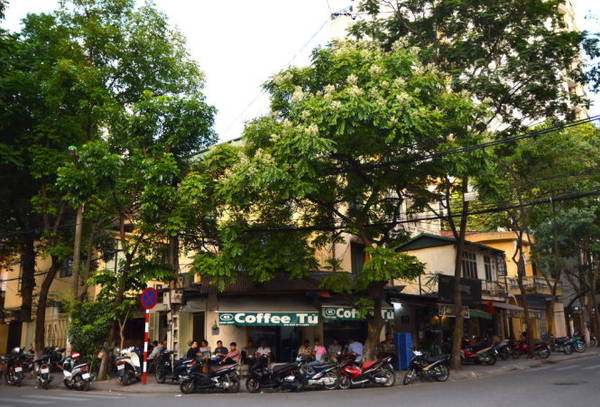 Cây dâu da xoan tỏa bóng mát đầu phố Hàng Chuối - Ảnh: Phạm Tô Chiêm