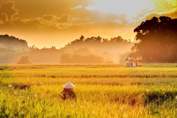 Cảnh đẹp Hà Tây nông dân thu hoạch lúa ngày mùa